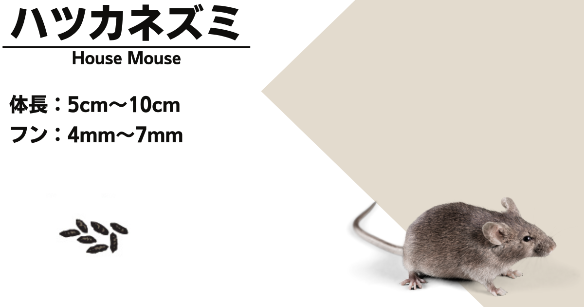 ネズミのフンが同じ場所にたくさん落ちてる!フンで見分けるネズミの種類 | 害虫獣駆除の教科書